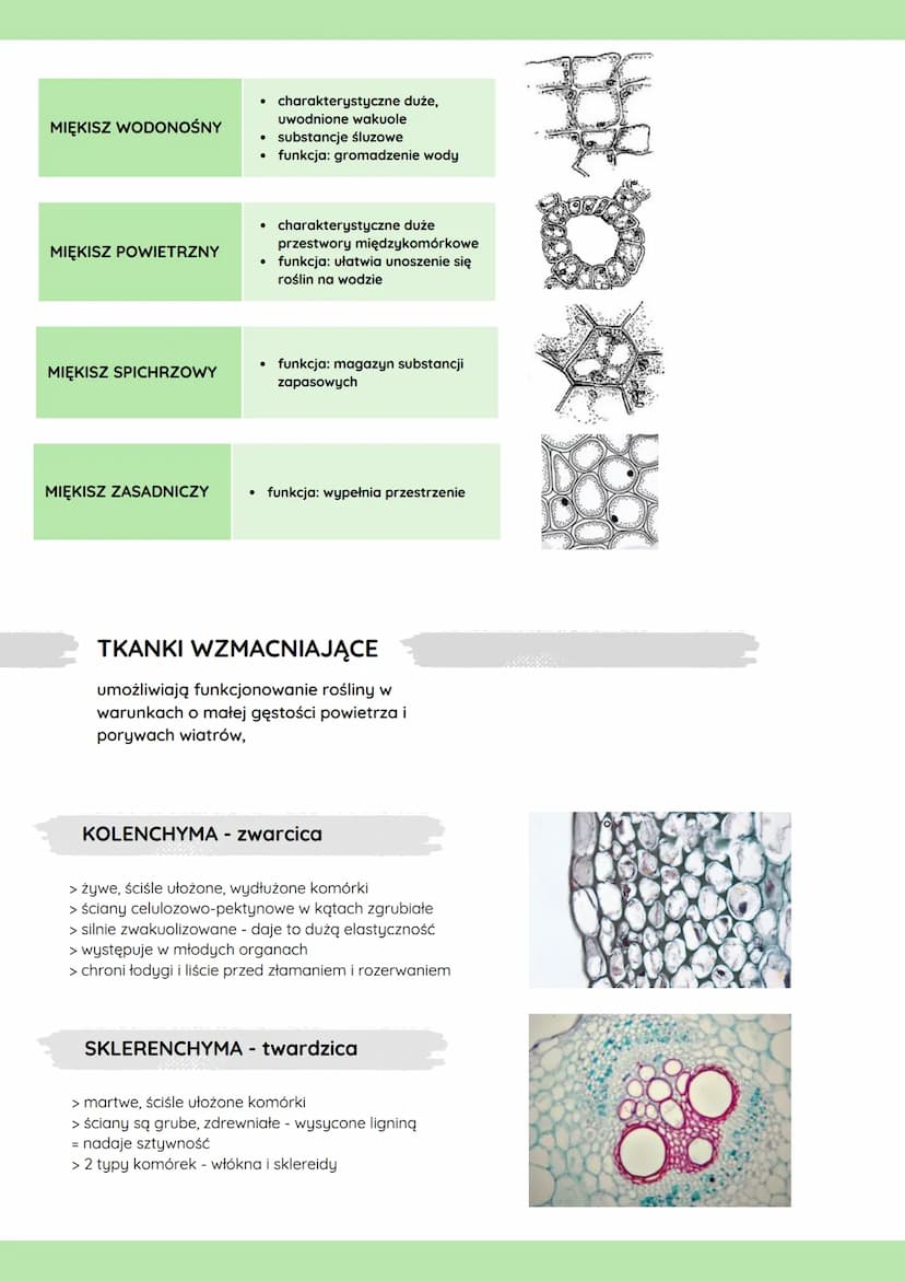 TKANKI ROŚLINNE
TKANKA zespół komórek silnie
-
współpracujących ze
sobą.
Rodzaje tkanek stałych:
⚫ okrywające
• miękiszowe
⚫ wzmacniające
• 