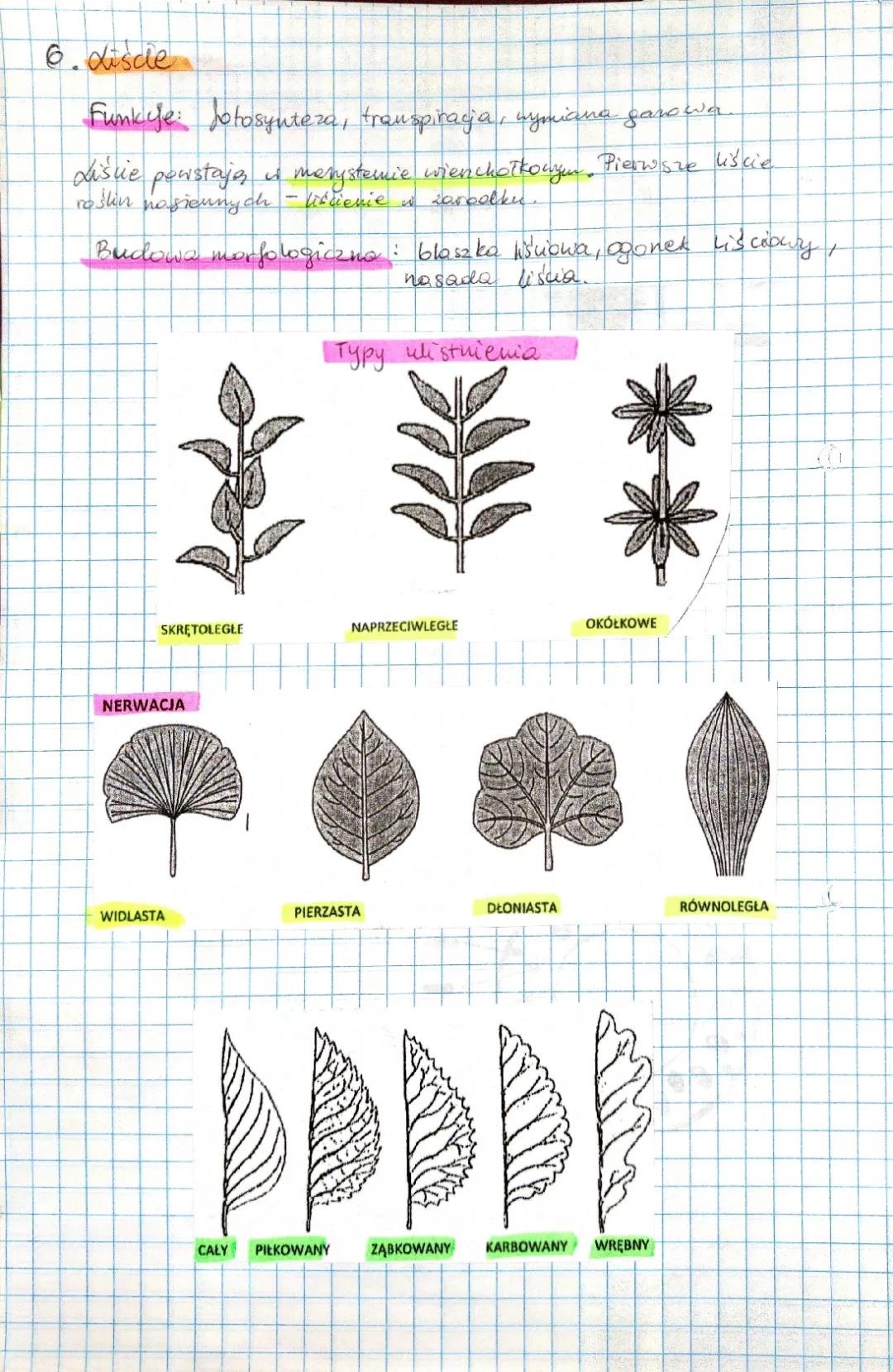 Budowa liścia rośliny - rodzaje i ulistnienie