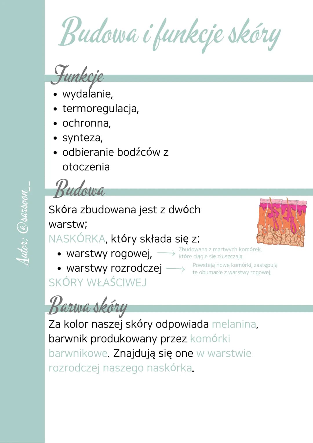 Autor: @sarsoon_
Budowa i funkcje skóry
Funkcje
• wydalanie,
• termoregulacja,
• ochronna,
• synteza,
• odbieranie bodźców z
otoczenia
Budow