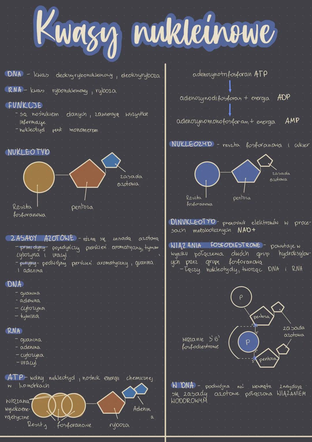 DNA kwas deoksyrybonukleinowy, deoksyryboza
RNA- kwous rybonukleinowy, ryboza
FUNKCJE
- sa nośnikiem danych, zawleroy& wszystkie
informaye
-