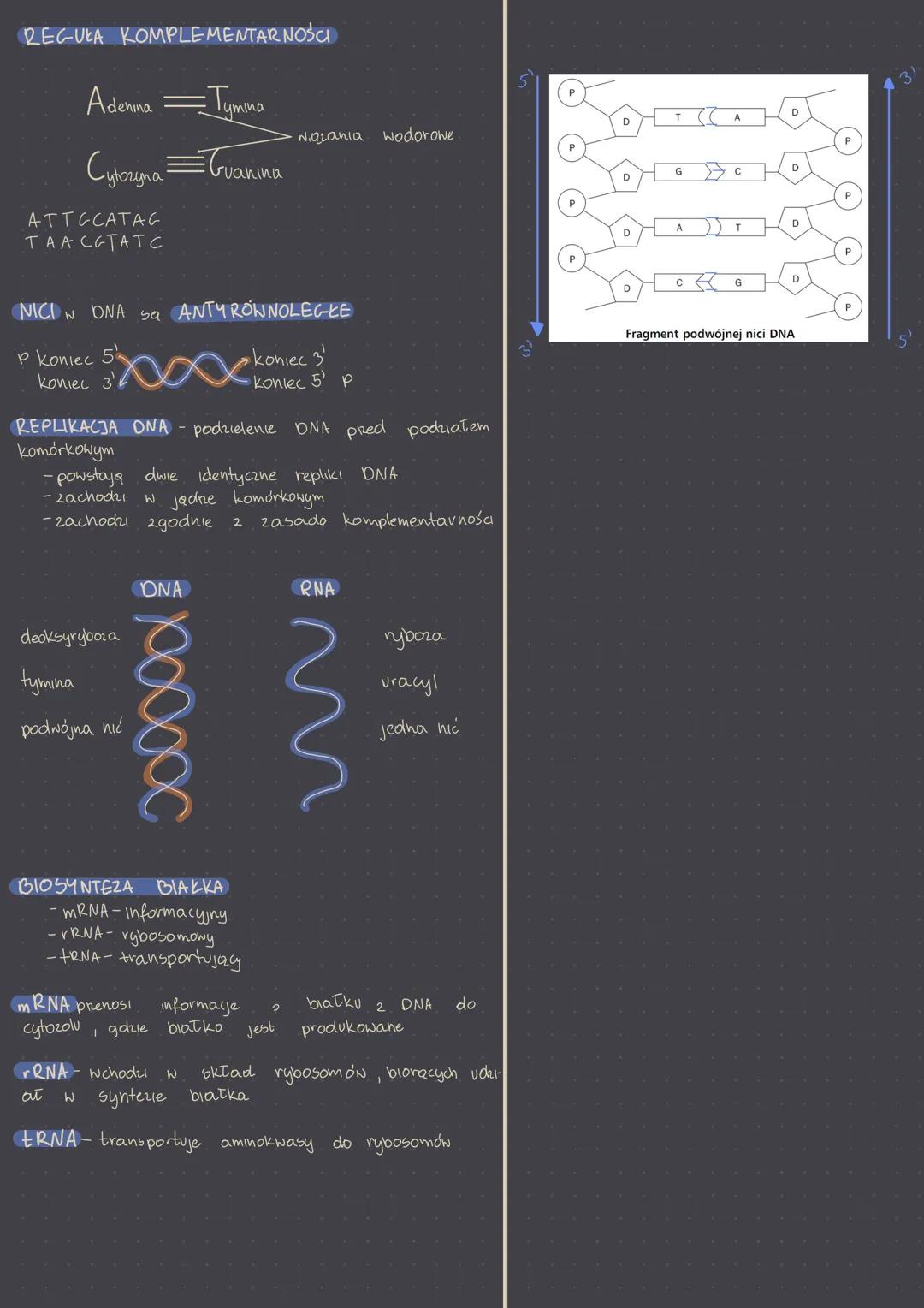 DNA kwas deoksyrybonukleinowy, deoksyryboza
RNA- kwous rybonukleinowy, ryboza
FUNKCJE
- sa nośnikiem danych, zawleroy& wszystkie
informaye
-