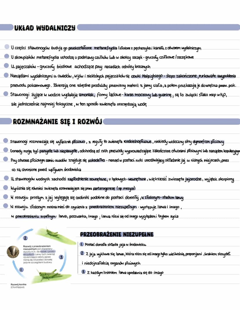 MODYFIKACJE ODNÓŻY
Największym modyfikacjom uległy odnóża gębowe owadów
APARATY GĘBOWE
TYPU GRYZĄCEGO
Występuje np. u konika polnego
Umożliw