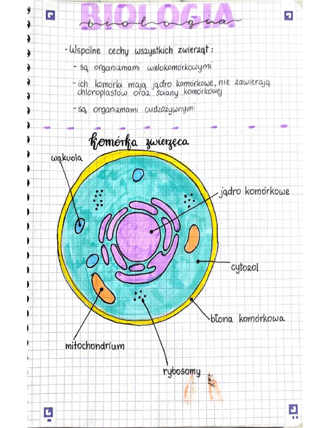 Biologia- świat zwierząt