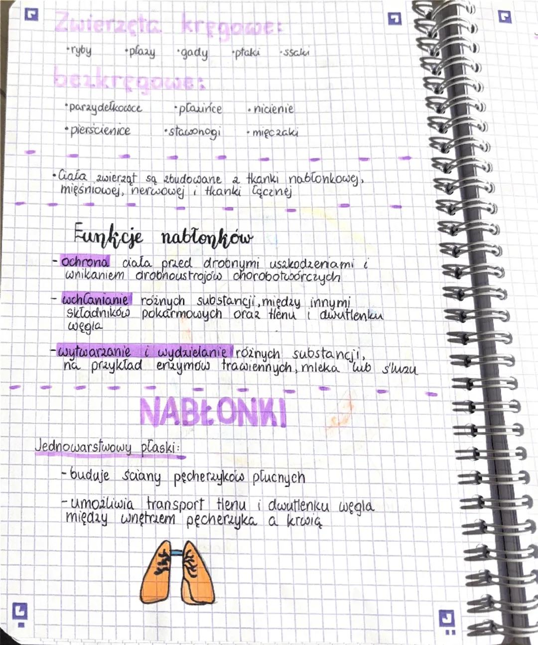 L
9.
Π
·Wspolne cechy wszystkich zwierząt:
- są organizmami wielokomórkowymi
- ich komórki mają jądro komórkowe, nie zawierają
chloroplastów