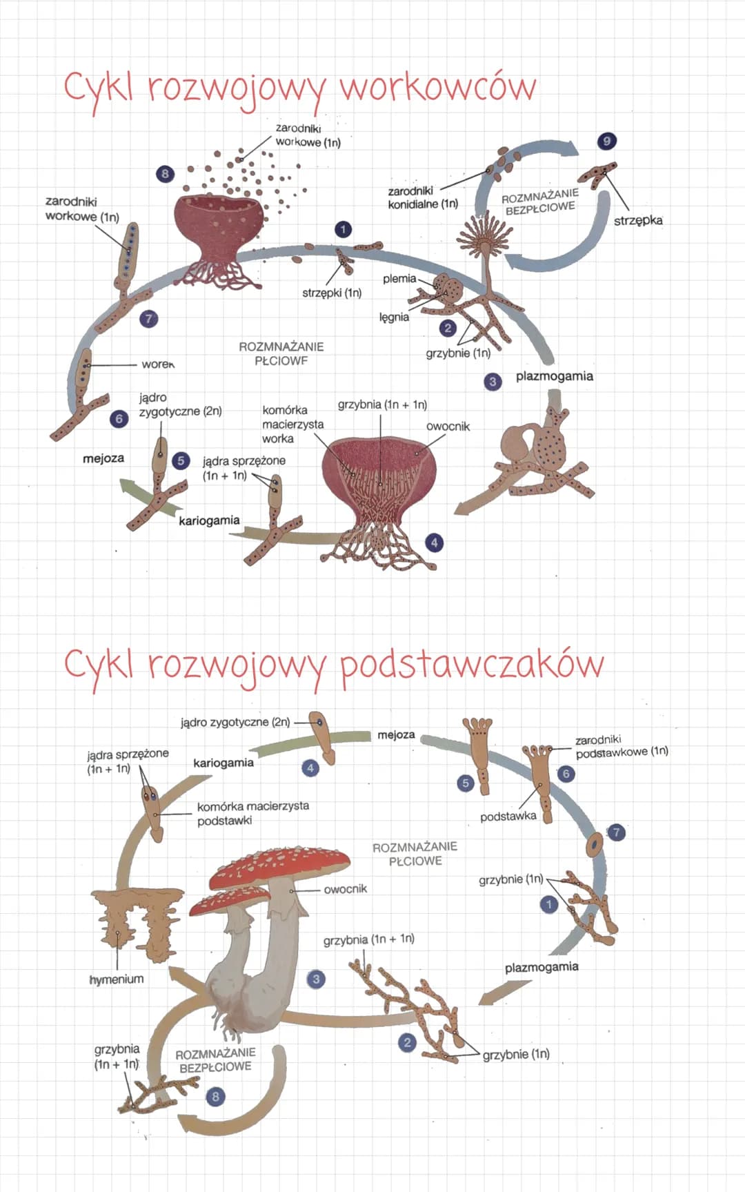 Budowa
ściana
komorkowa
wakuola.
rybosom.
jądro
komórkowe
aparat
Golgiego
Grzyby
CONS
cytozol
mitochondrium
centrosom
błona
komórkowa
peroks