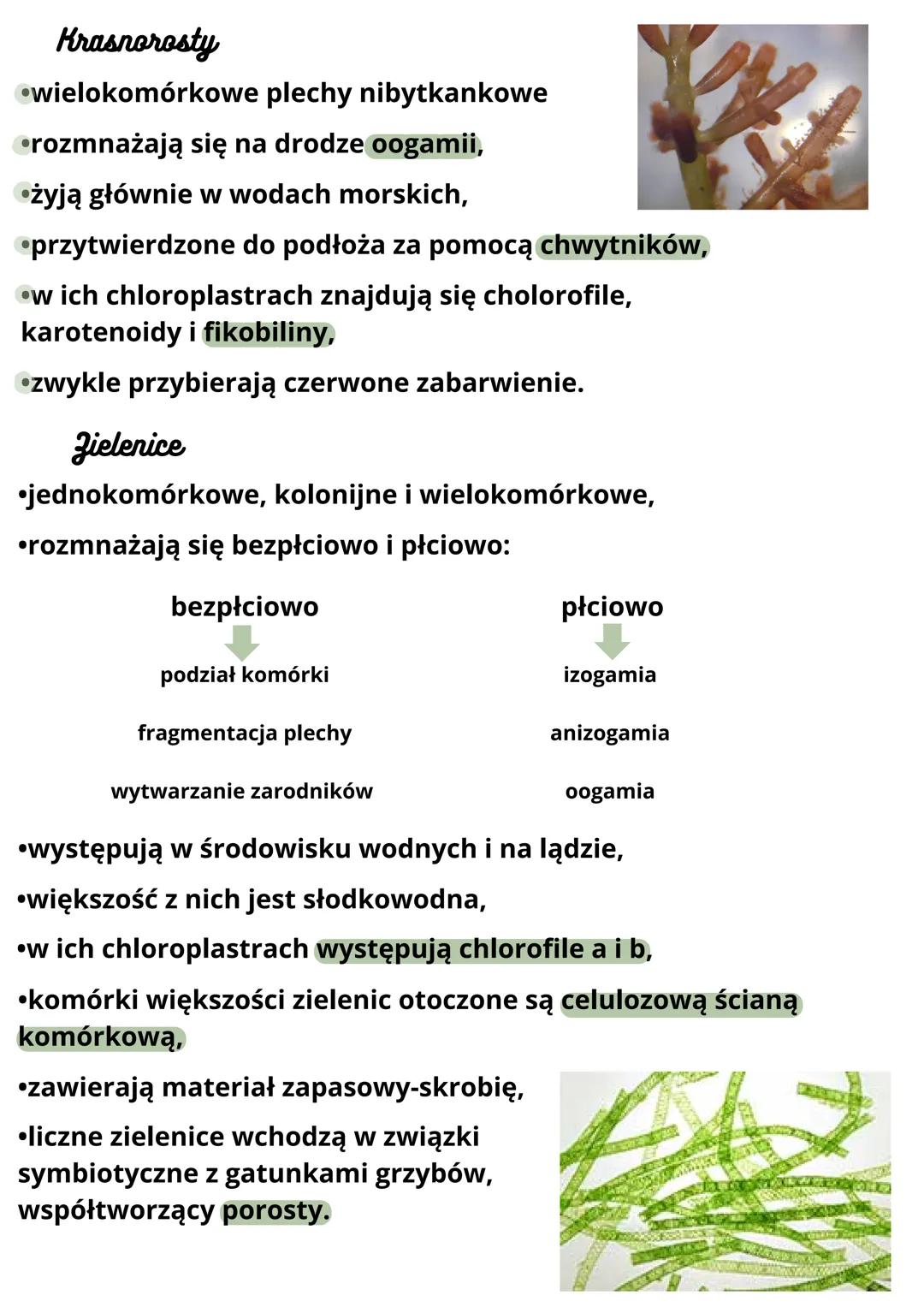 Rośliny pierwotnie wodne
•występują w zbiornikach wodnych słodkej i słonej i w miejscach
stale wilgotnych,
należą do nich:
-kocystofity,
-kr