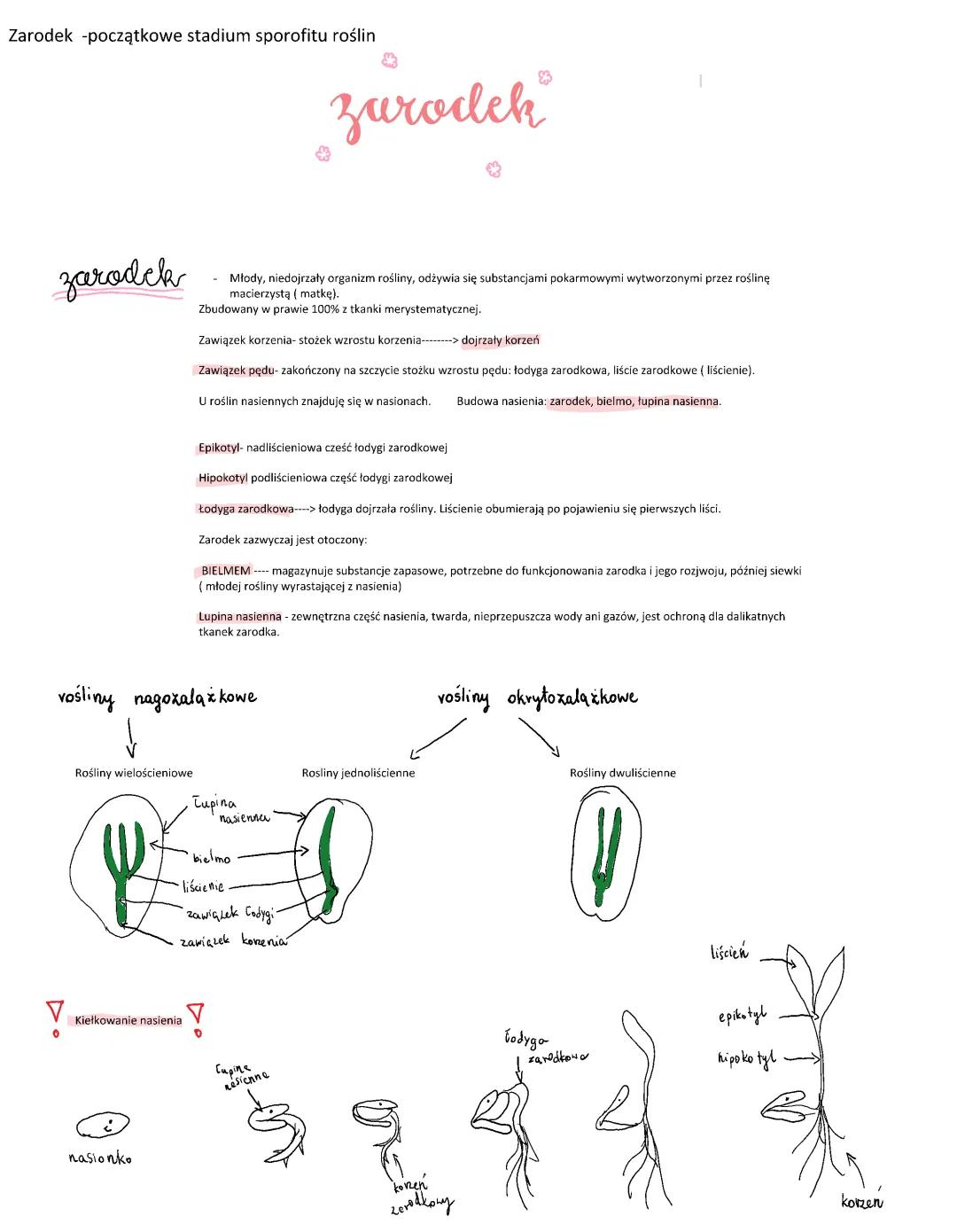 Zarodek: Pierwszy Etap Życia Sporofitu Roślin