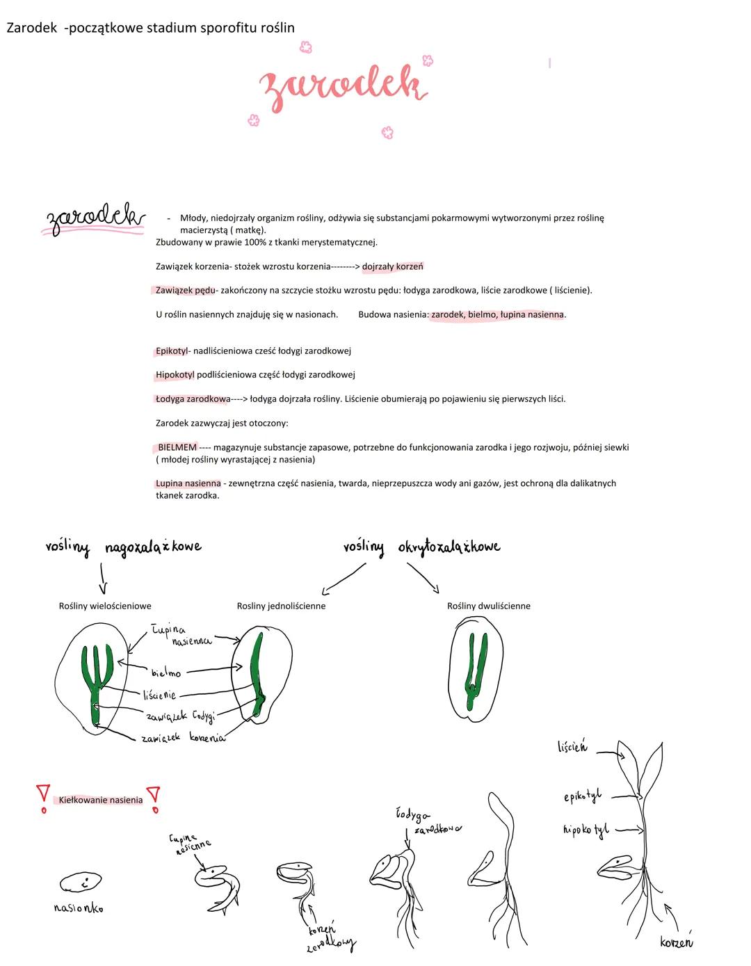 Zarodek -początkowe stadium sporofitu roślin
zarodek
V
0
Rośliny wielościeniowe
vośliny nagozalazkowe
Kiełkowanie nasienia
nasionko
- Młody,