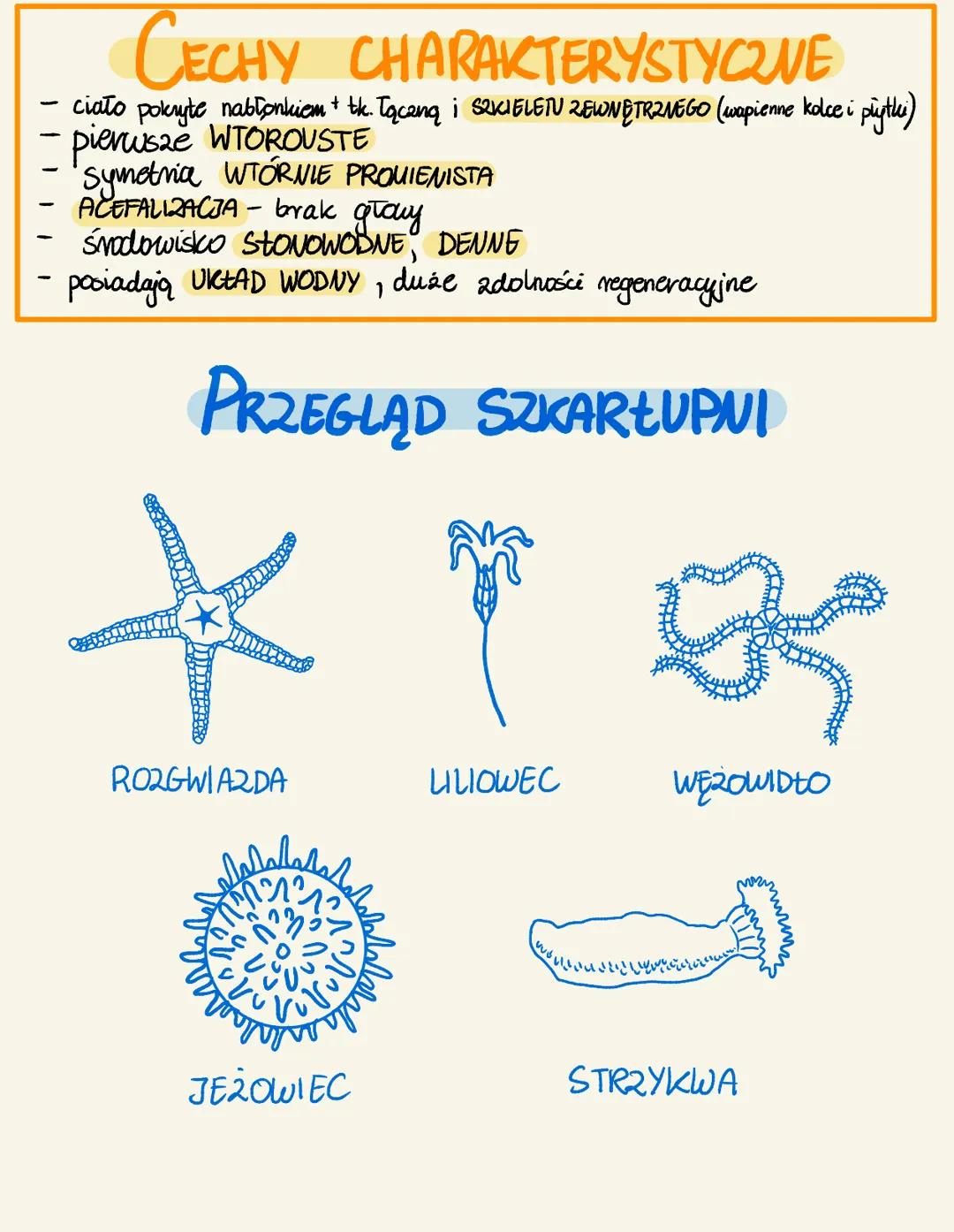 <h2 id="budowaukaduwodnegoszkarupni">Budowa Układu Wodnego Szkarłupni</h2>
<p>Układ wodny szkarłupni to cecha charakterystyczna tych organiz