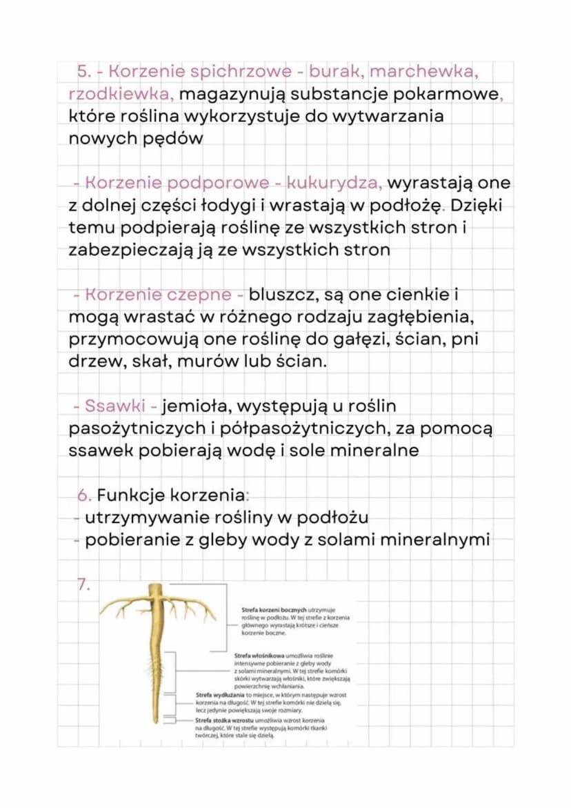 Biology
12.05.23
1. Funkcje tkanek miękiszowych:
- przywabiają owady
- zachodzi w nich fotosynteza
- gromadzą substancje pokarmowe
2. Liście