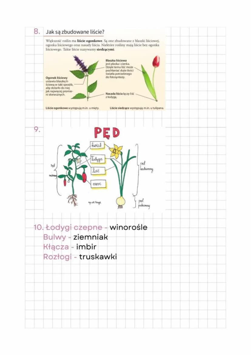 Biology
12.05.23
1. Funkcje tkanek miękiszowych:
- przywabiają owady
- zachodzi w nich fotosynteza
- gromadzą substancje pokarmowe
2. Liście