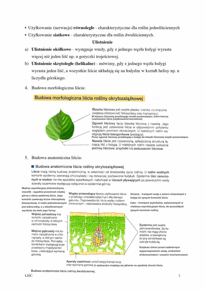 Temat: Budowa i funkcje liści.
1. Liście to organy wegetatywne, które wchodzą w skład pędu rośliny.
2. Funkcje liści:
Wytwarzanie związków o