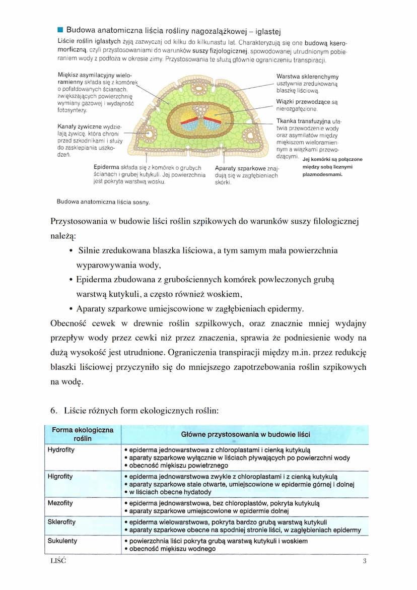 Temat: Budowa i funkcje liści.
1. Liście to organy wegetatywne, które wchodzą w skład pędu rośliny.
2. Funkcje liści:
Wytwarzanie związków o