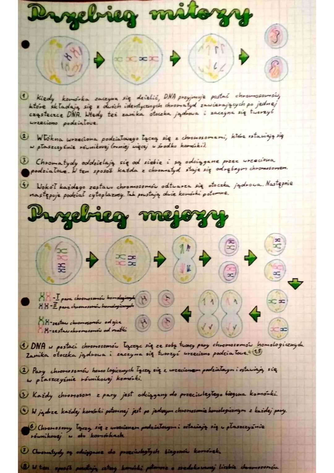 
<p>Podczas gdy komórka zaczyna się dzielić, DNA przyjmuje postać chromosomów, które składają się z dwóch identycznych chromatyd zawierający
