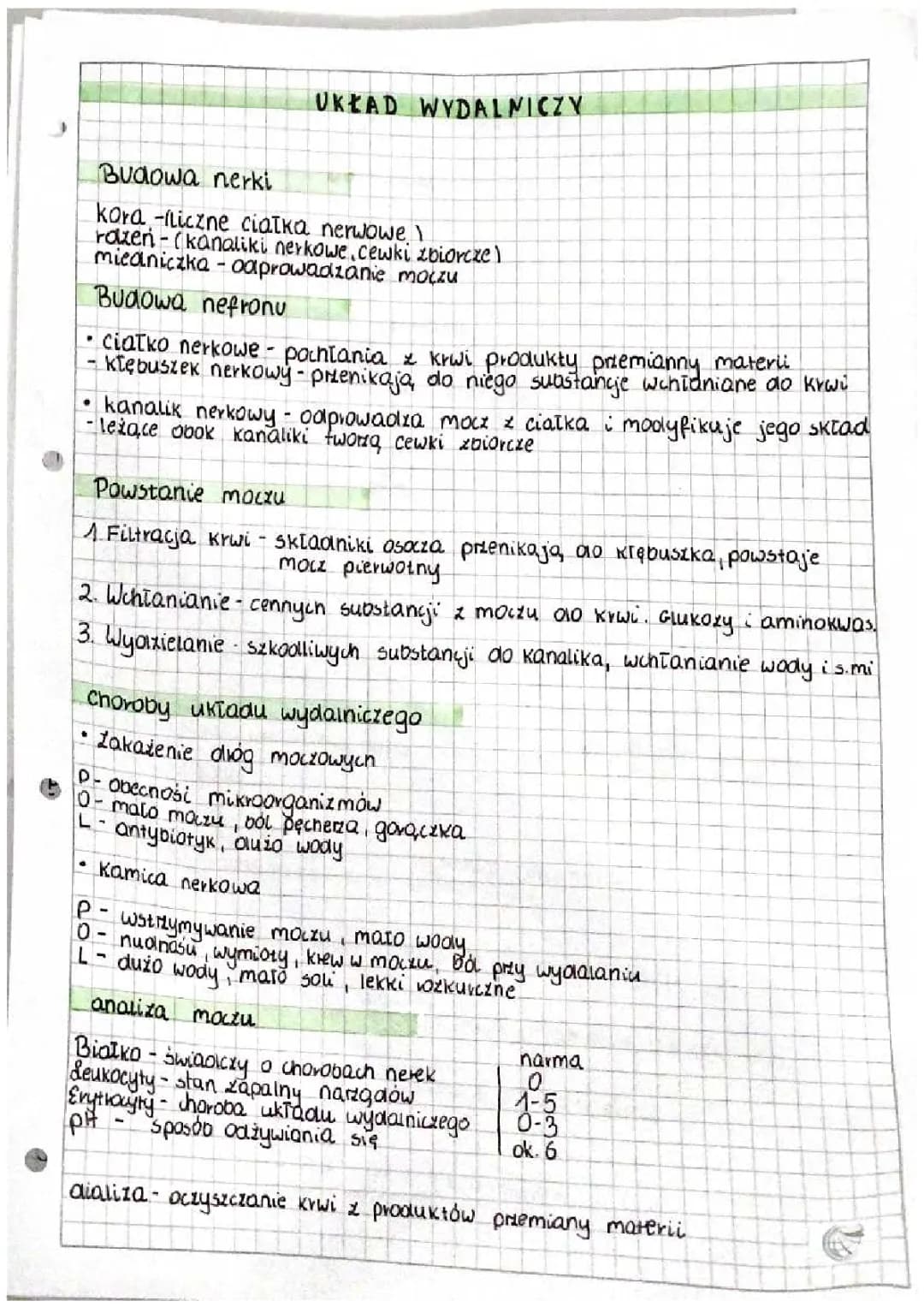 Układ wydalniczy