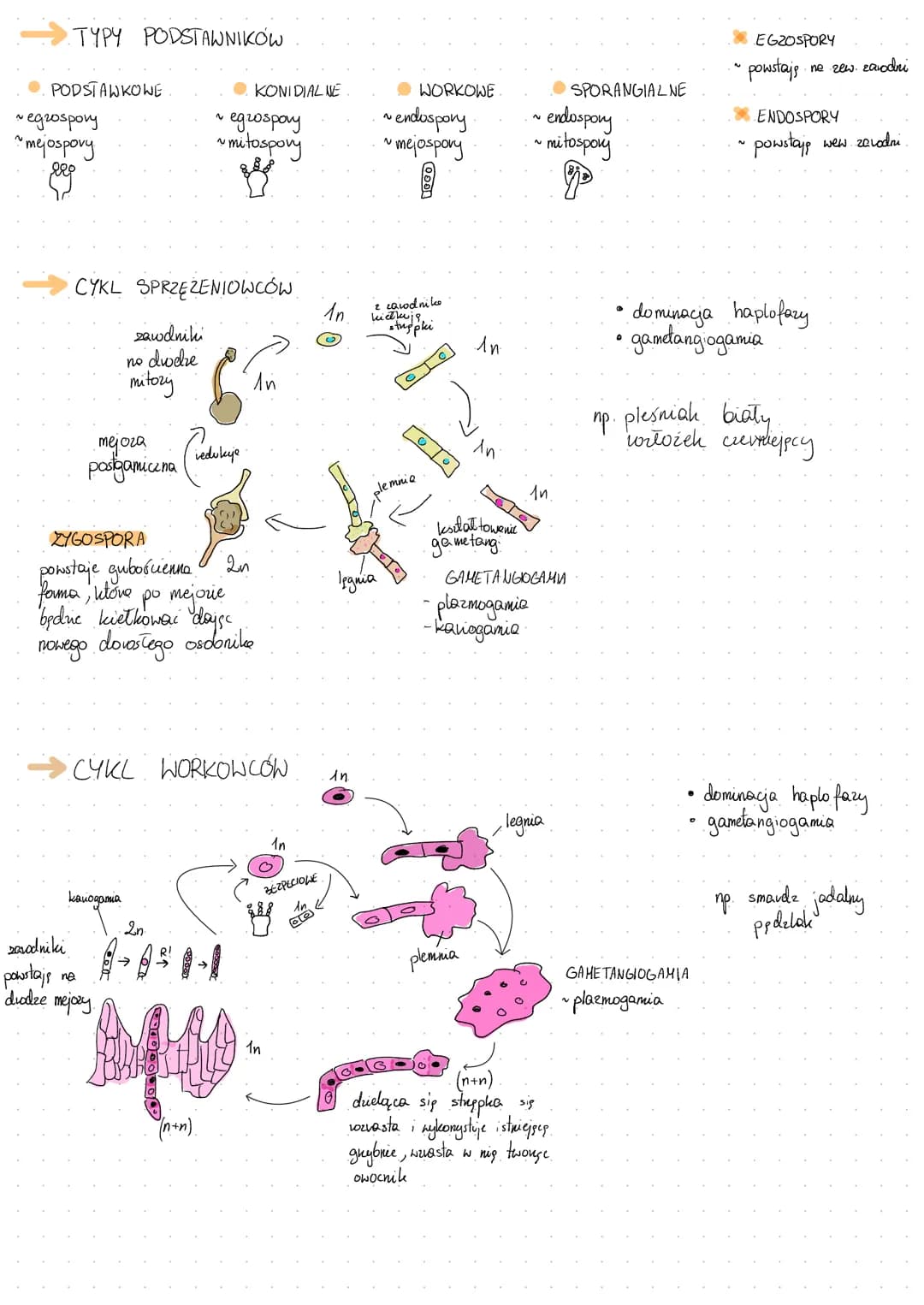 -ściana
komórkowa
(chityna)
aparat
Golgiego
KOMÓRKA GRZYBOWA
X
~
jędw
kom
cytozol
P
mitochondria
wakuda litycena- enzymy wozkładające
ODDYCH