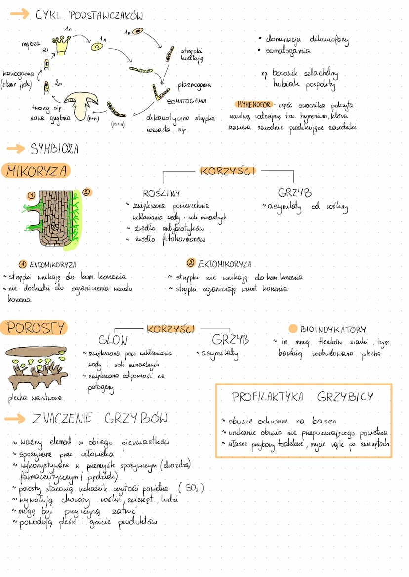 -ściana
komórkowa
(chityna)
aparat
Golgiego
KOMÓRKA GRZYBOWA
X
~
jędw
kom
cytozol
P
mitochondria
wakuda litycena- enzymy wozkładające
ODDYCH