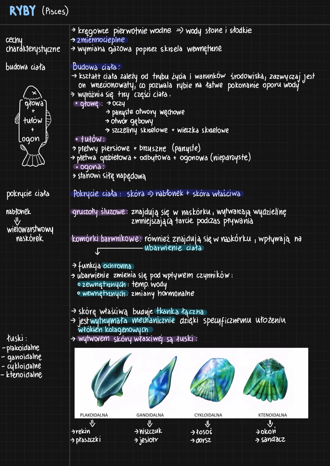 RYBY (Pisces)
cechy
charakterystyczne
budowa ciała
[głowa]
+
tułów
+
Logon
pokrycie ciała
nabłonek
☺
wielowarstwowy
naskórek
tuski :
-plakoi
