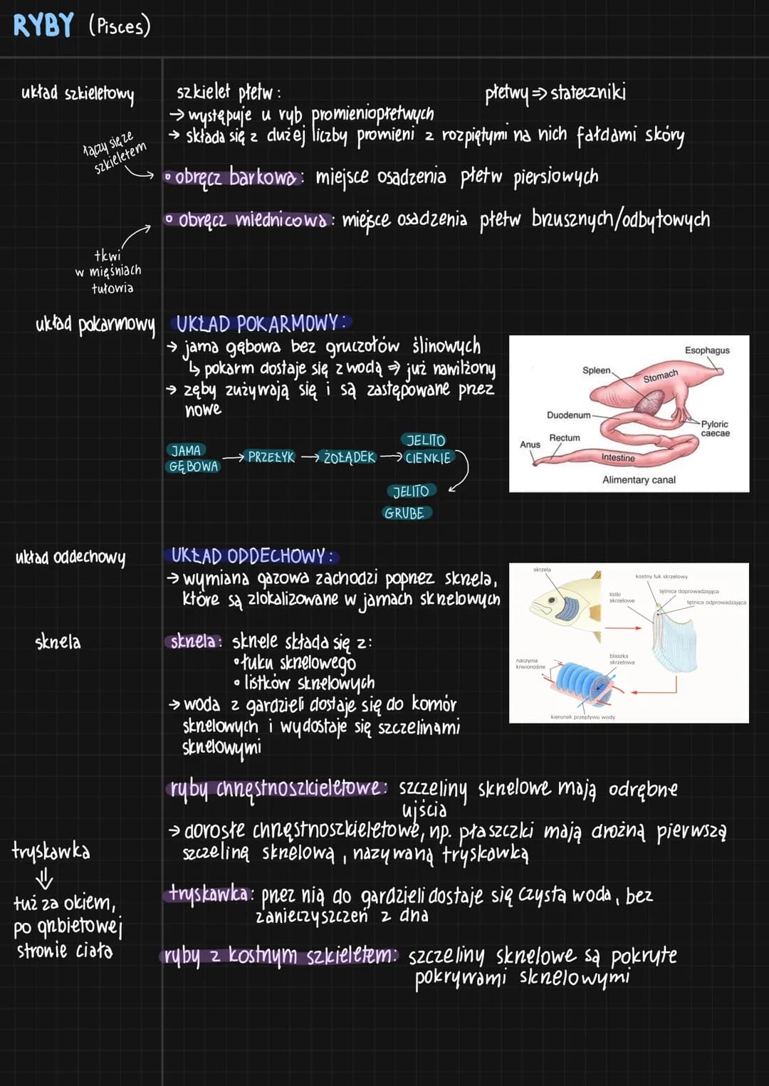 RYBY (Pisces)
cechy
charakterystyczne
budowa ciała
[głowa]
+
tułów
+
Logon
pokrycie ciała
nabłonek
☺
wielowarstwowy
naskórek
tuski :
-plakoi
