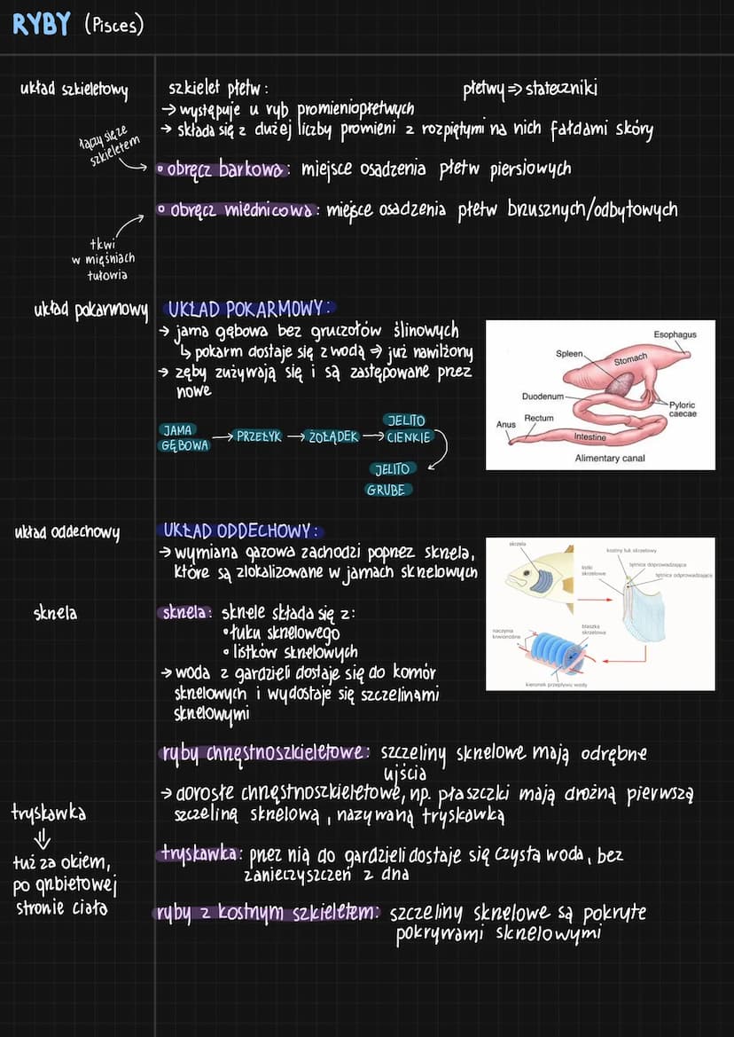 RYBY (Pisces)
cechy
charakterystyczne
budowa ciała
[głowa]
+
tułów
+
Logon
pokrycie ciała
nabłonek
☺
wielowarstwowy
naskórek
tuski :
-plakoi