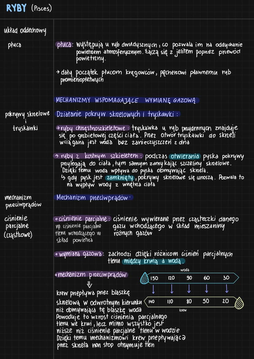 RYBY (Pisces)
cechy
charakterystyczne
budowa ciała
[głowa]
+
tułów
+
Logon
pokrycie ciała
nabłonek
☺
wielowarstwowy
naskórek
tuski :
-plakoi