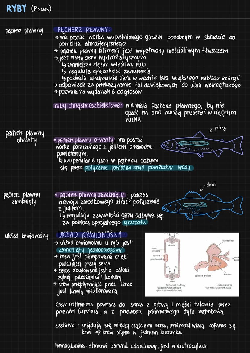 RYBY (Pisces)
cechy
charakterystyczne
budowa ciała
[głowa]
+
tułów
+
Logon
pokrycie ciała
nabłonek
☺
wielowarstwowy
naskórek
tuski :
-plakoi
