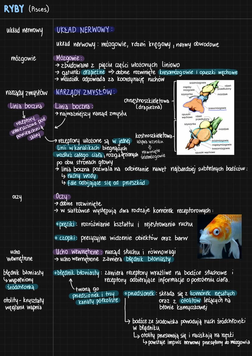 RYBY (Pisces)
cechy
charakterystyczne
budowa ciała
[głowa]
+
tułów
+
Logon
pokrycie ciała
nabłonek
☺
wielowarstwowy
naskórek
tuski :
-plakoi