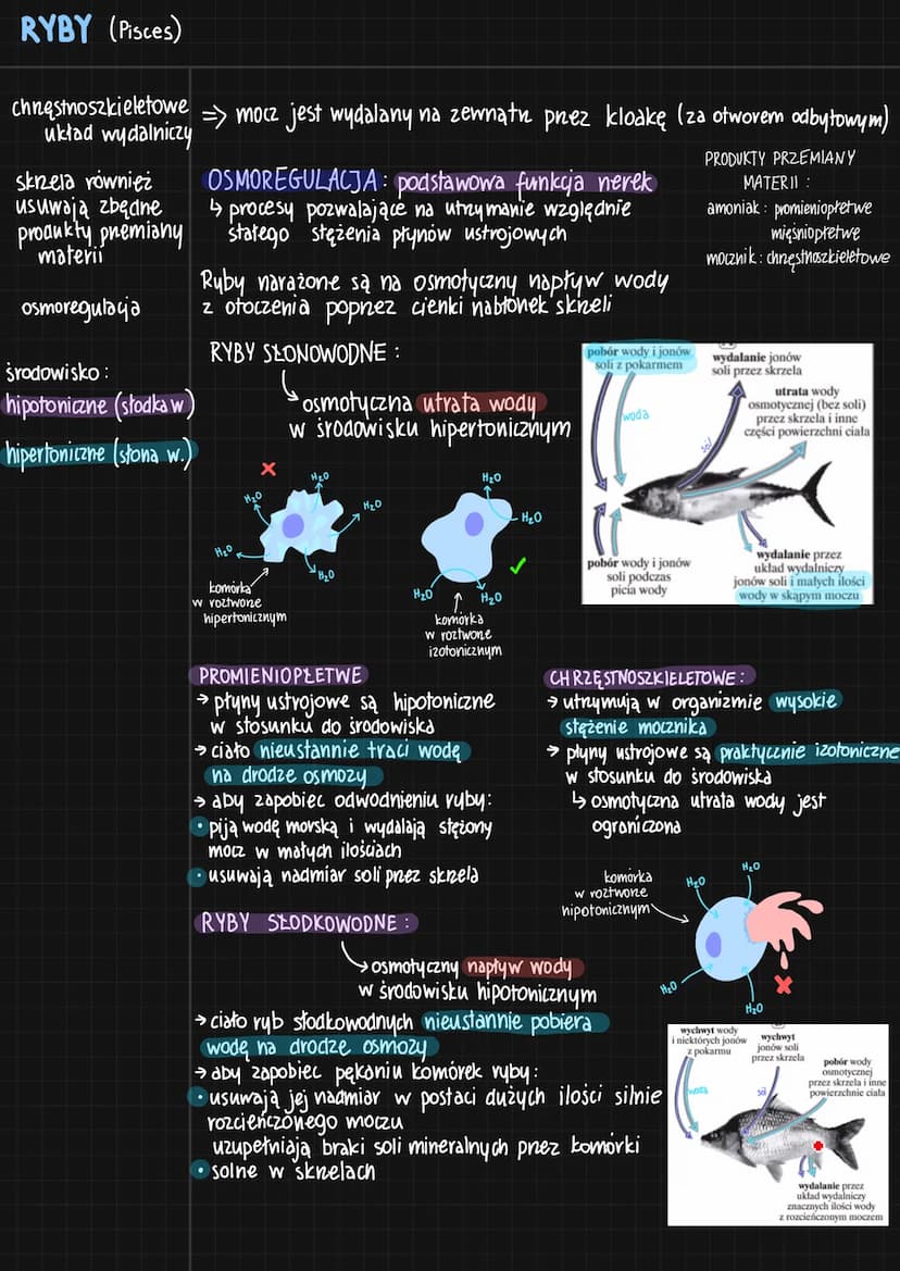 RYBY (Pisces)
cechy
charakterystyczne
budowa ciała
[głowa]
+
tułów
+
Logon
pokrycie ciała
nabłonek
☺
wielowarstwowy
naskórek
tuski :
-plakoi