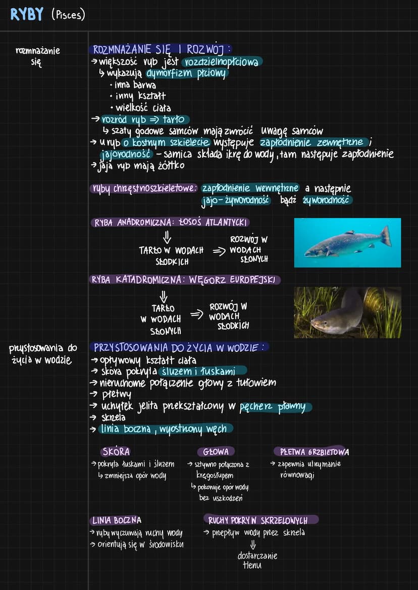 RYBY (Pisces)
cechy
charakterystyczne
budowa ciała
[głowa]
+
tułów
+
Logon
pokrycie ciała
nabłonek
☺
wielowarstwowy
naskórek
tuski :
-plakoi
