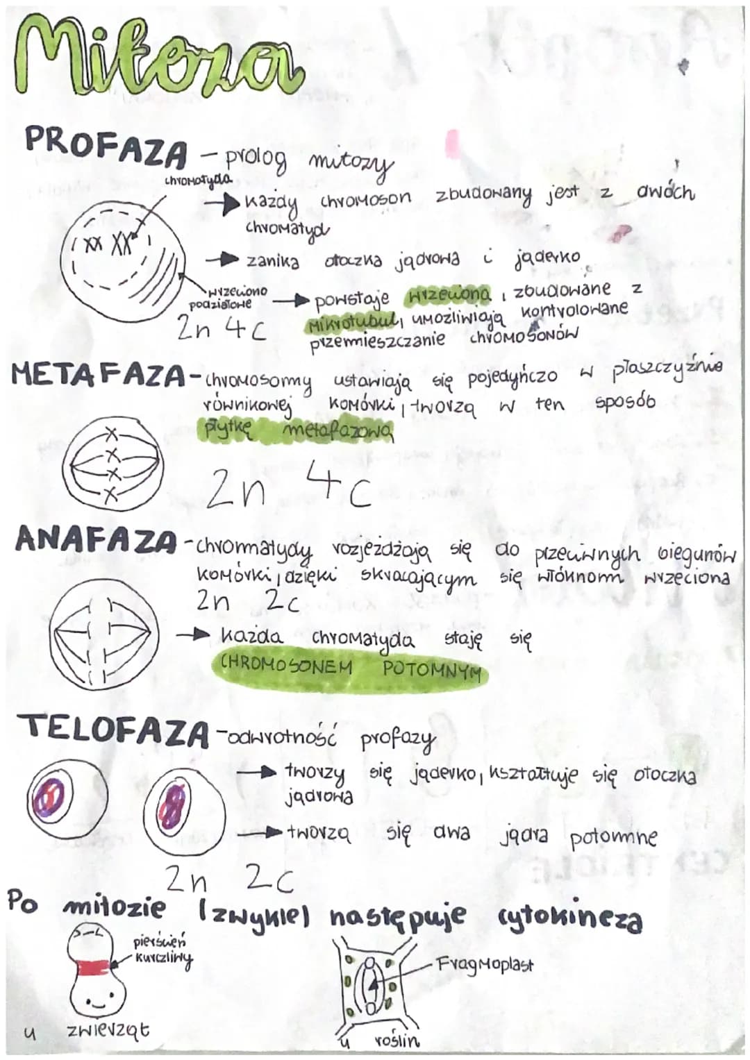 cykel Gomorbowy
изве
karokineza
interfarn
Faza G1
G₁
Faza g
HI
Faza Gz
G₂
Faza G₂
cytokineza
FAZA
M
INTERFAZA
Faza G₁
Kavokineza Mitoza
Go-f