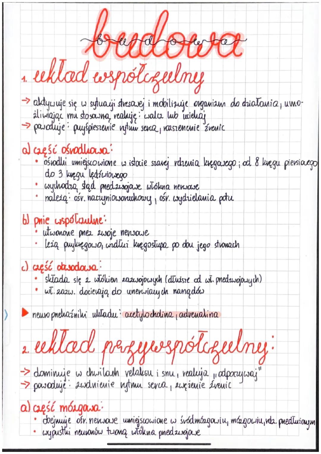 Autonomiczny Układ Nerwowy – Notatka i Omówienie