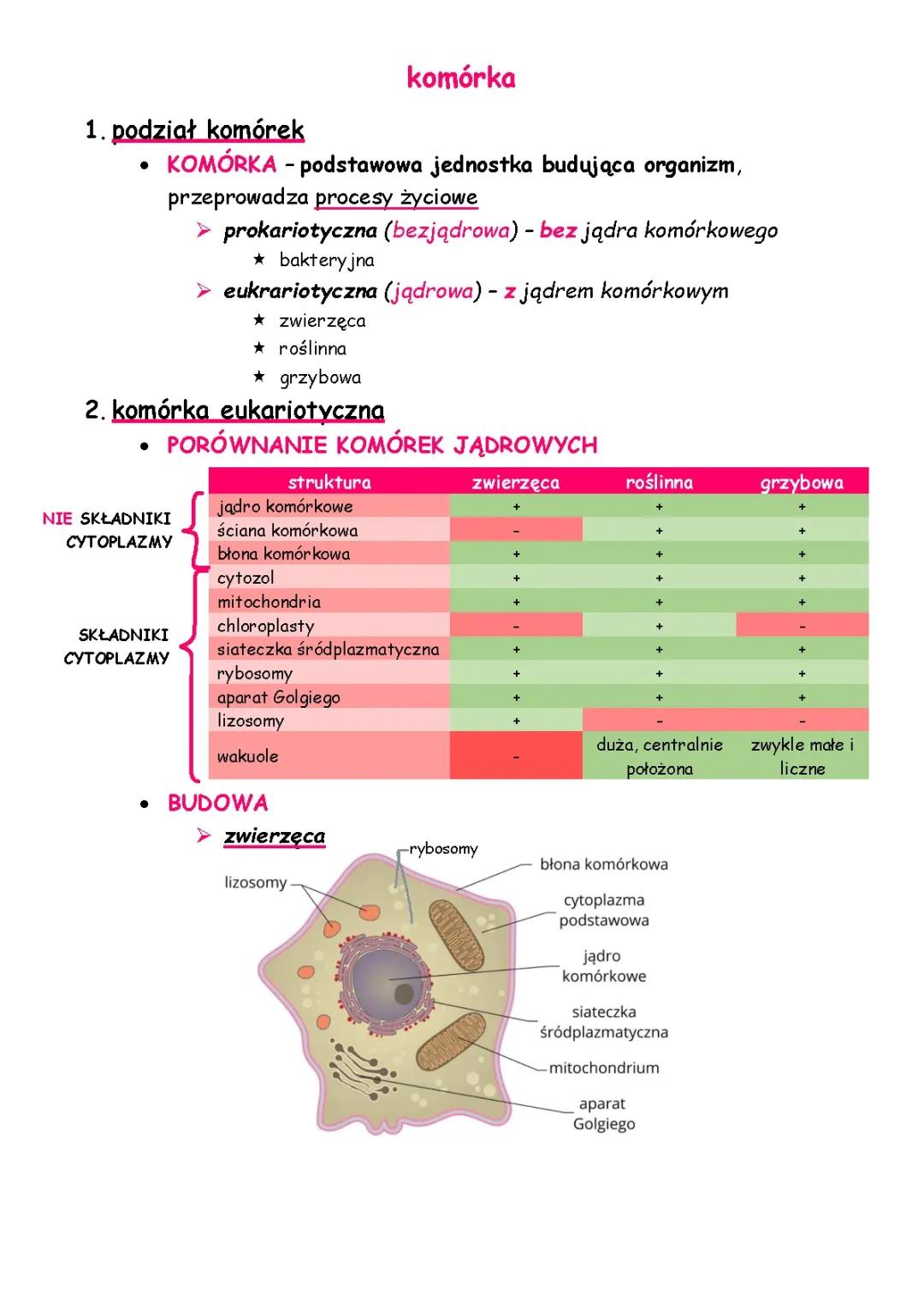 Komórki eukariotyczne: różnice między zwierzęcymi a roślinnymi oraz funkcje komórek grzybowych