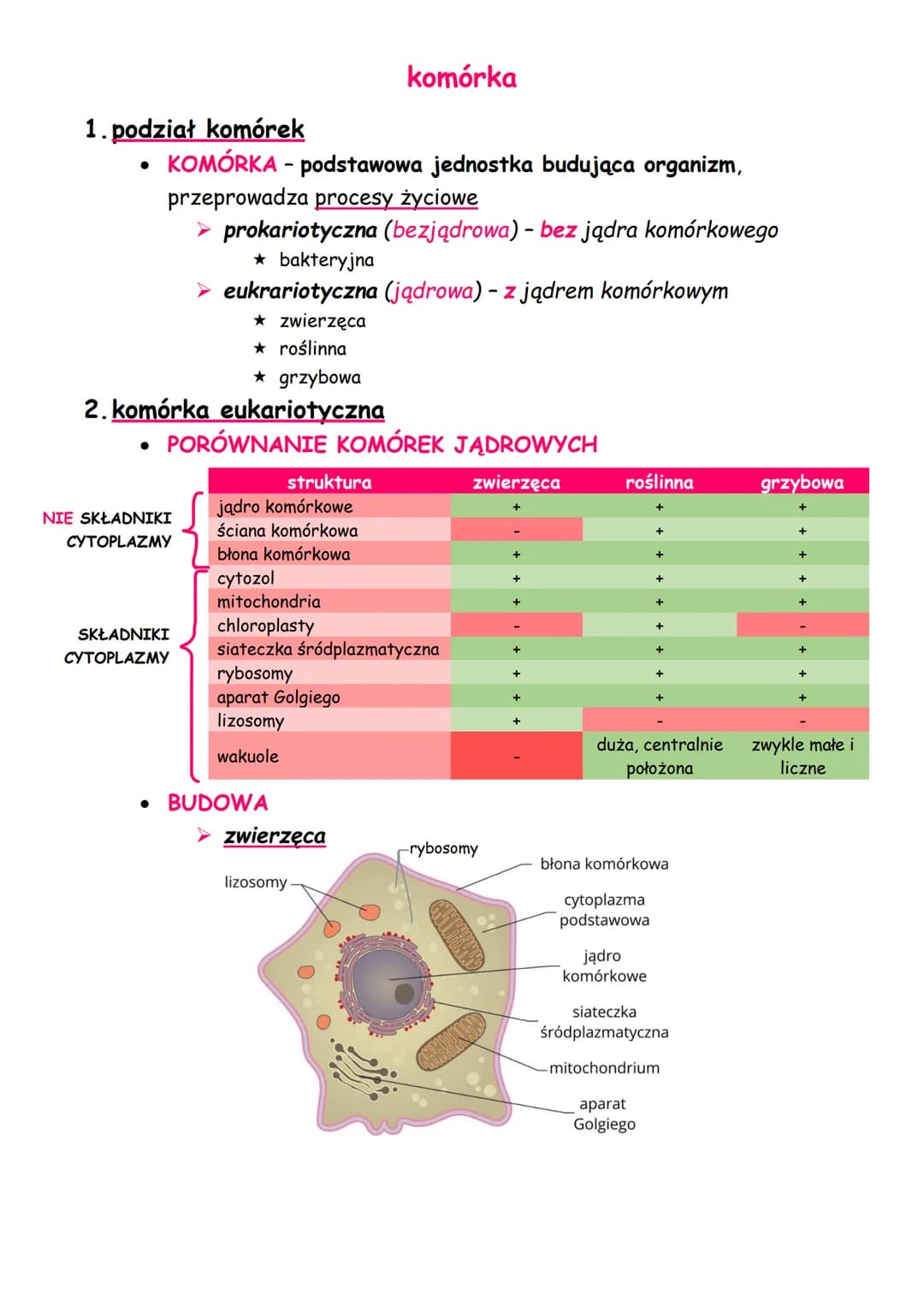 1. podział komórek
KOMÓRKA - podstawowa jednostka budująca organizm,
przeprowadza procesy życiowe
➤ prokariotyczna (bezjądrowa) - bez jądra 