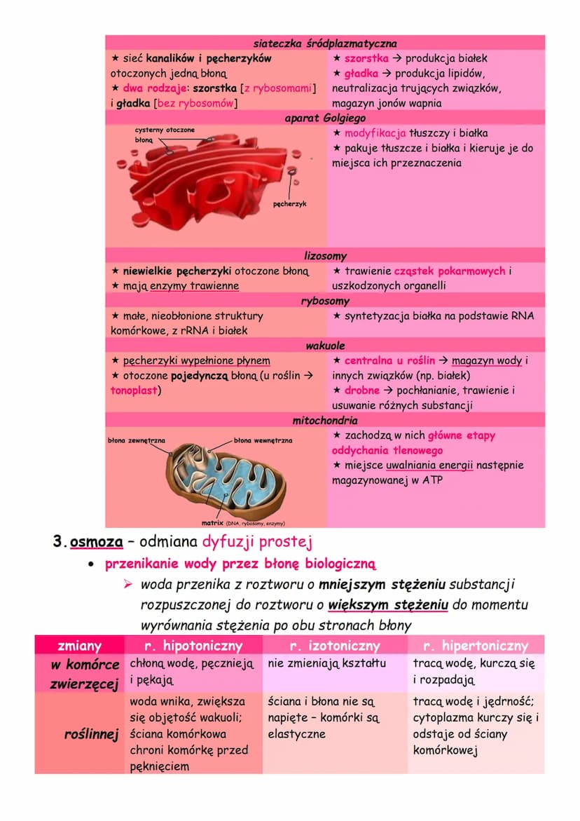 1. podział komórek
KOMÓRKA - podstawowa jednostka budująca organizm,
przeprowadza procesy życiowe
➤ prokariotyczna (bezjądrowa) - bez jądra 