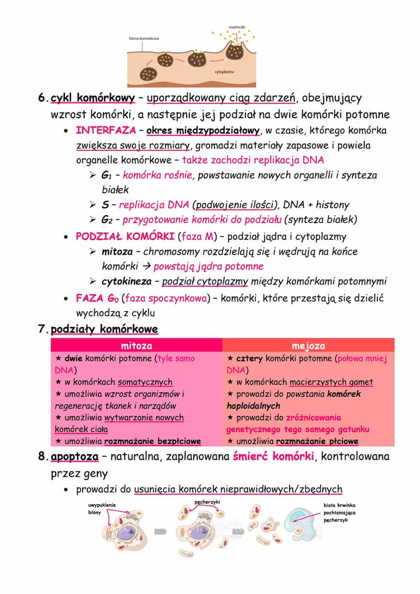 1. podział komórek
KOMÓRKA - podstawowa jednostka budująca organizm,
przeprowadza procesy życiowe
➤ prokariotyczna (bezjądrowa) - bez jądra 
