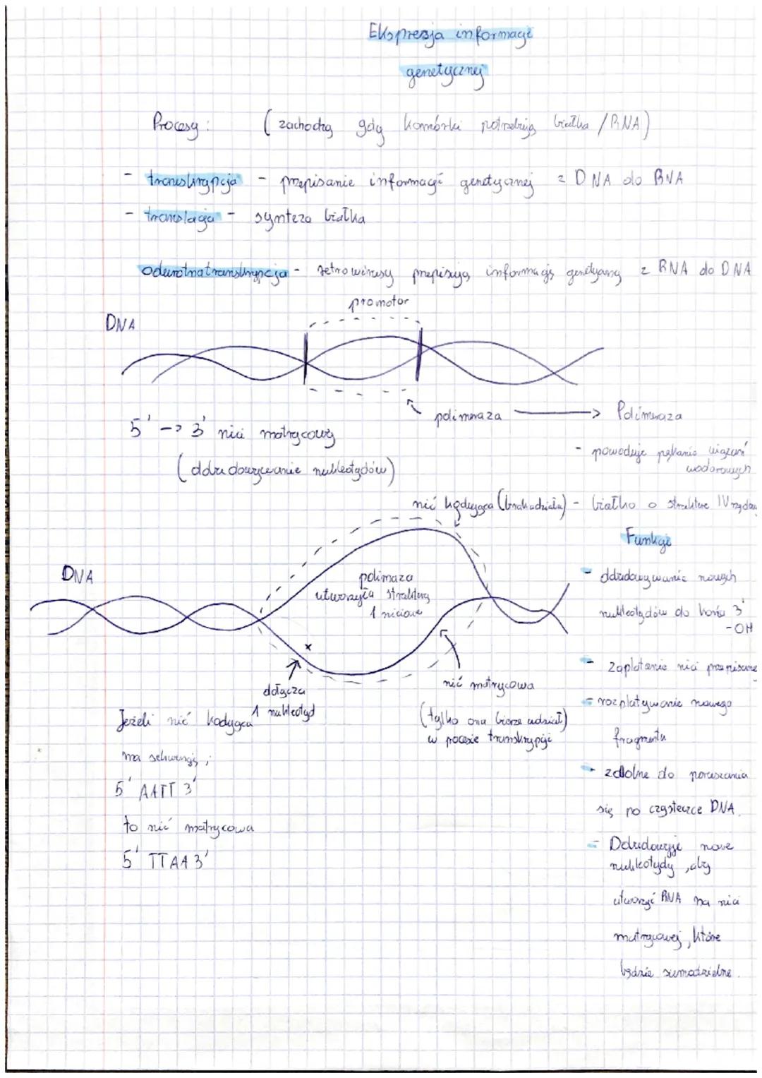 Replikaga DNA { Synteza DNA)
Replikago
u organizmie żywych jest procesem semikonserwatywnym
Proces semi konserwatyuny
Cechy, dlaczego DNA mo