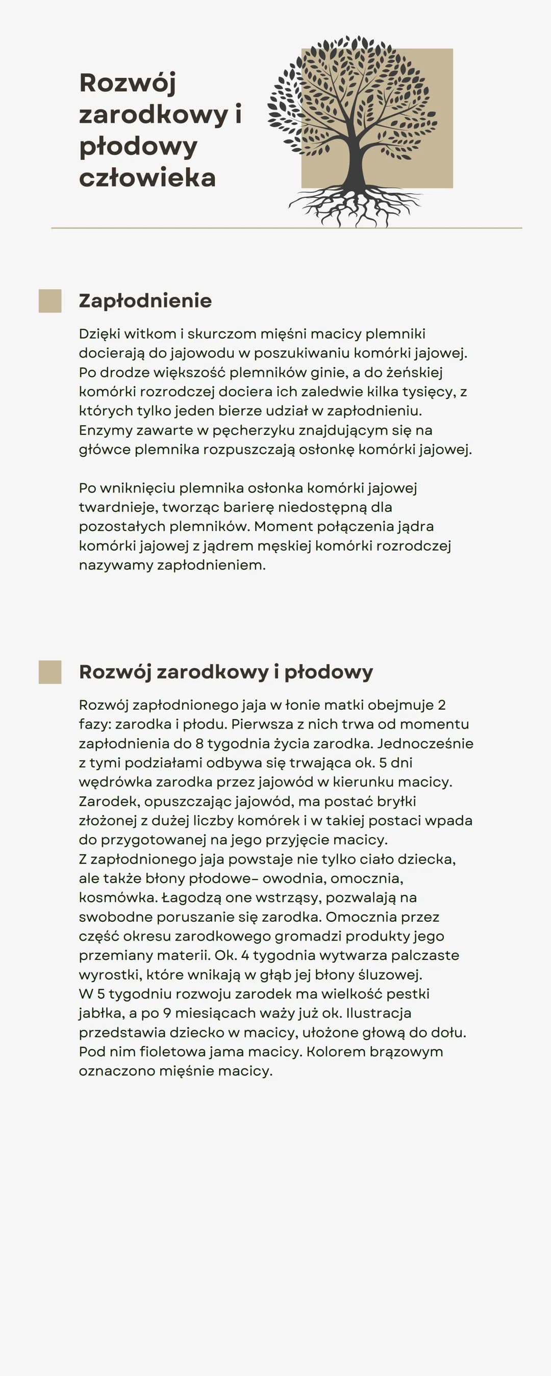 Rozwój
zarodkowy i
płodowy
człowieka
Zapłodnienie
Dzięki witkom i skurczom mięśni macicy plemniki
docierają do jajowodu w poszukiwaniu komór