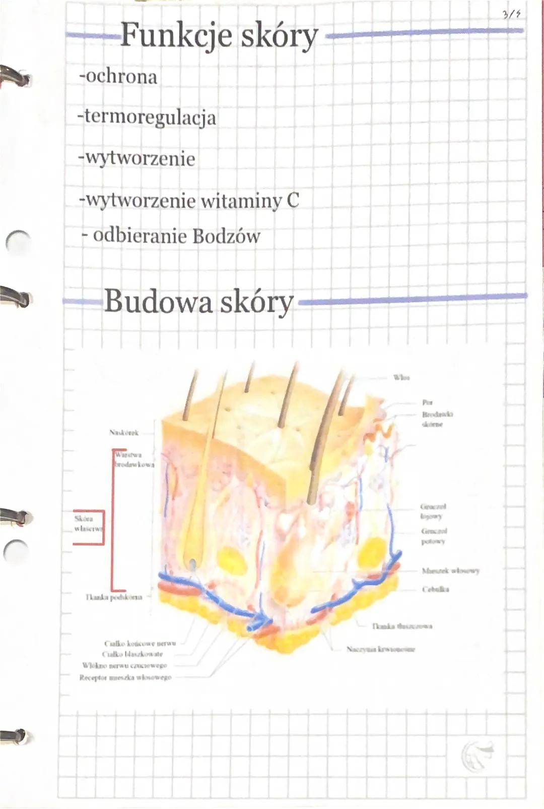 -Układ narządów
Układ
- serce - krwionośny
-mózg-nerwowy
-Żoładek-pokarmowy
-Nerka-wydalniczy
-Watroba-pokarmowa
-tarczyca-chormonalny
-jadr
