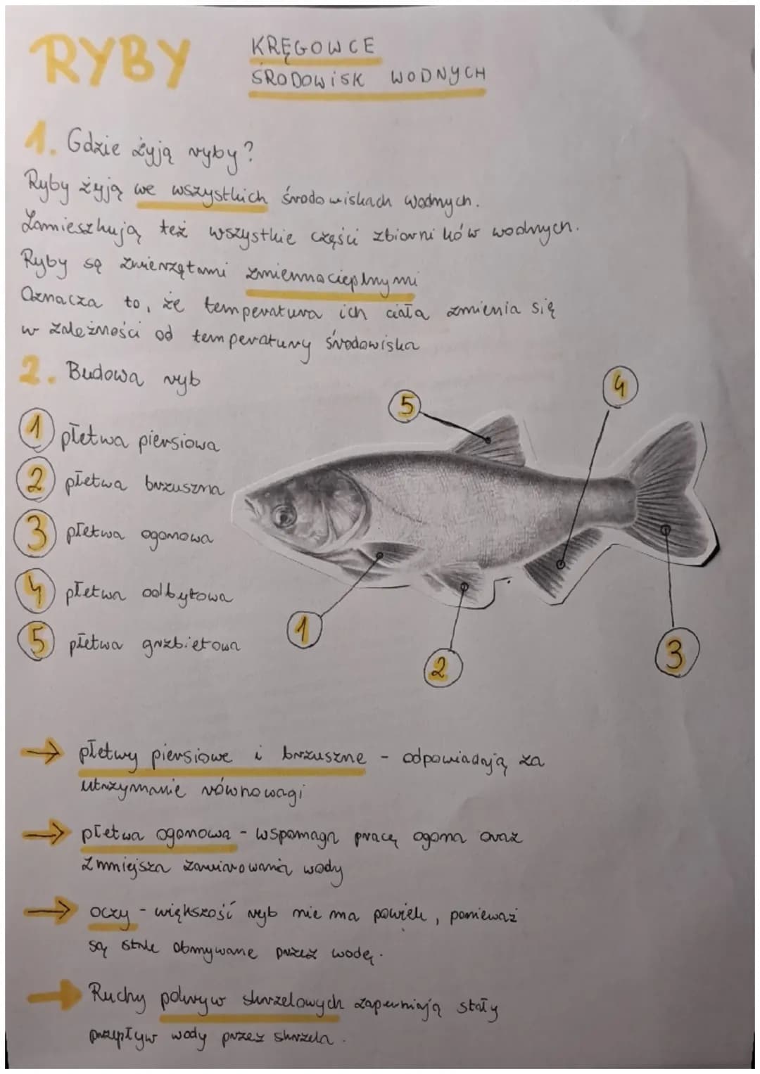 RYBY
4. Gdzie yją ryby
KRĘGOWCE
SRODOWISK WODNYCH
Ryby żyją we wszystkich środowiskach wodnych.
Lamieszkują też wszystkie części zbiorników 