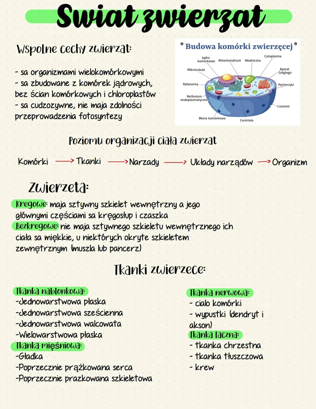 Swiat zwierzat
Wspolne cechy zwierzat:
- sa organizmami wielokomórkowymi
- sa zbudowane z komórek jądrowych,
bez ścian komórkowych i chlorop