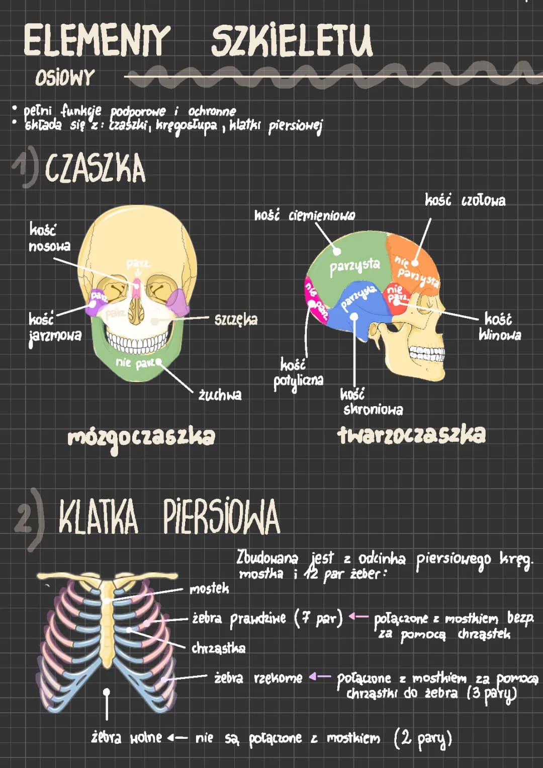 Elementy Szkieletu/ Budowa Szkieletu