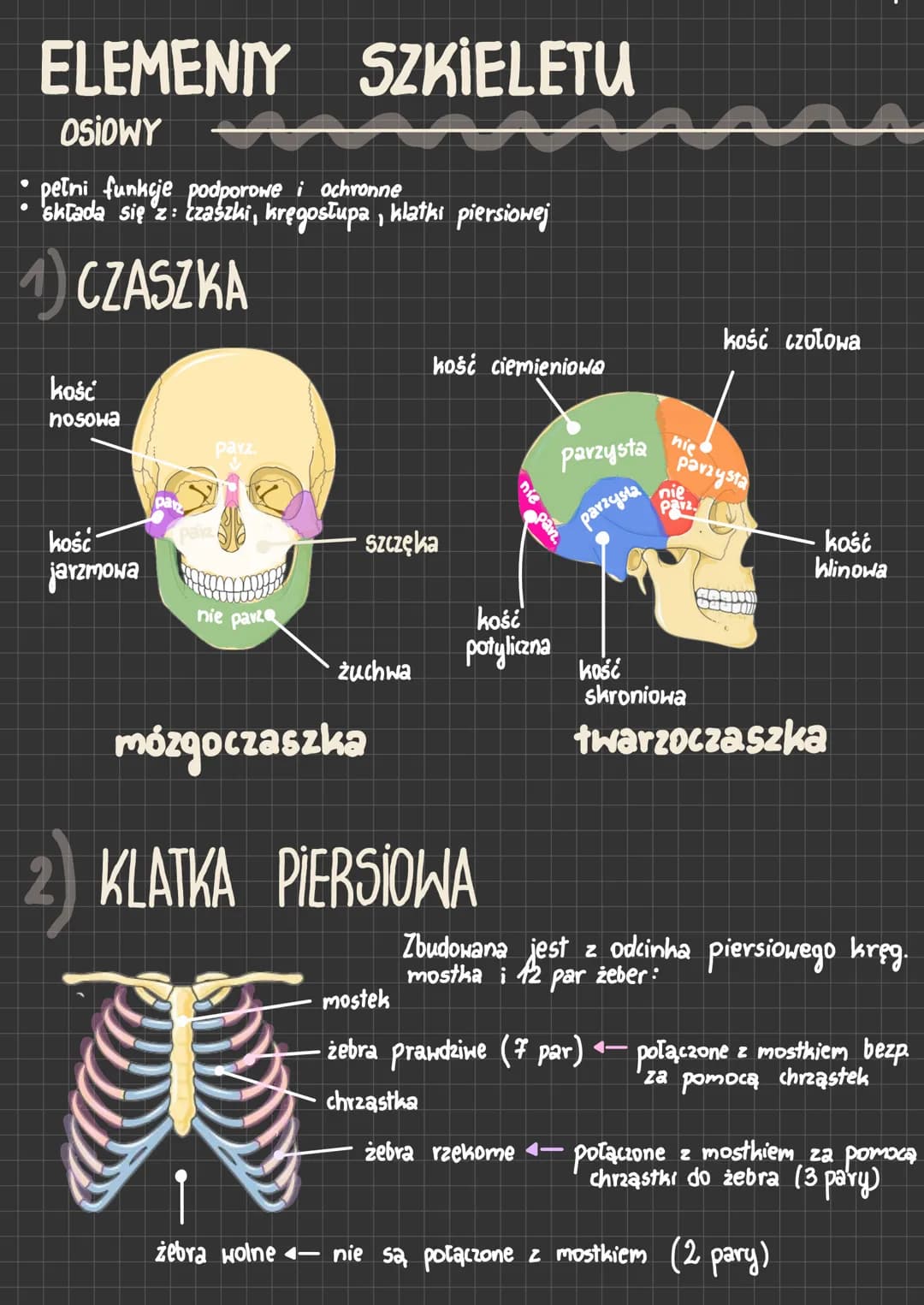 ELEMENTY SZKIELETU
OSIOWY
pełni funkcje podporowe i ochronne
składa się z: czaszki, kręgosłupa, klatki piersiowej
1) CZASZKA
●
●
kość
nosowa