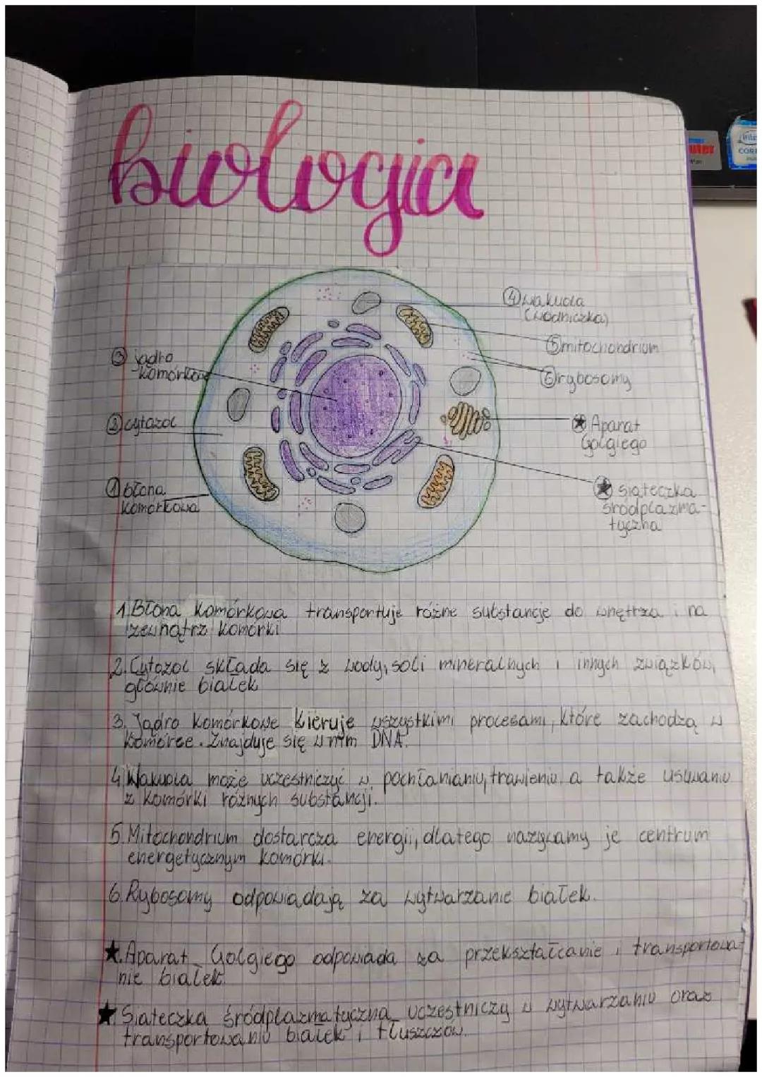 Budowa i Funkcje Komórki Zwierzęcej