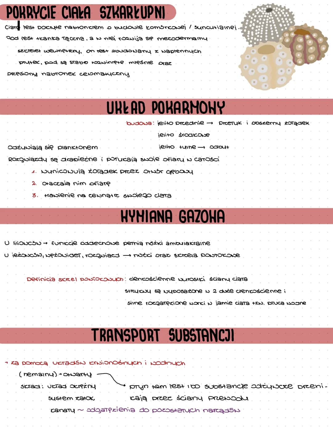 14
SZKARŁUPNIE
Definicia: ewienesta bextigone, morskie zasredialace wody.
Formy: Symetria promienista: formy osiadie, prunsiące, perxaiące
R