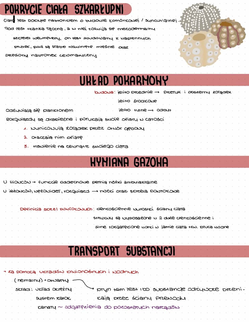 14
SZKARŁUPNIE
Definicia: ewienesta bextigone, morskie zasredialace wody.
Formy: Symetria promienista: formy osiadie, prunsiące, perxaiące
R