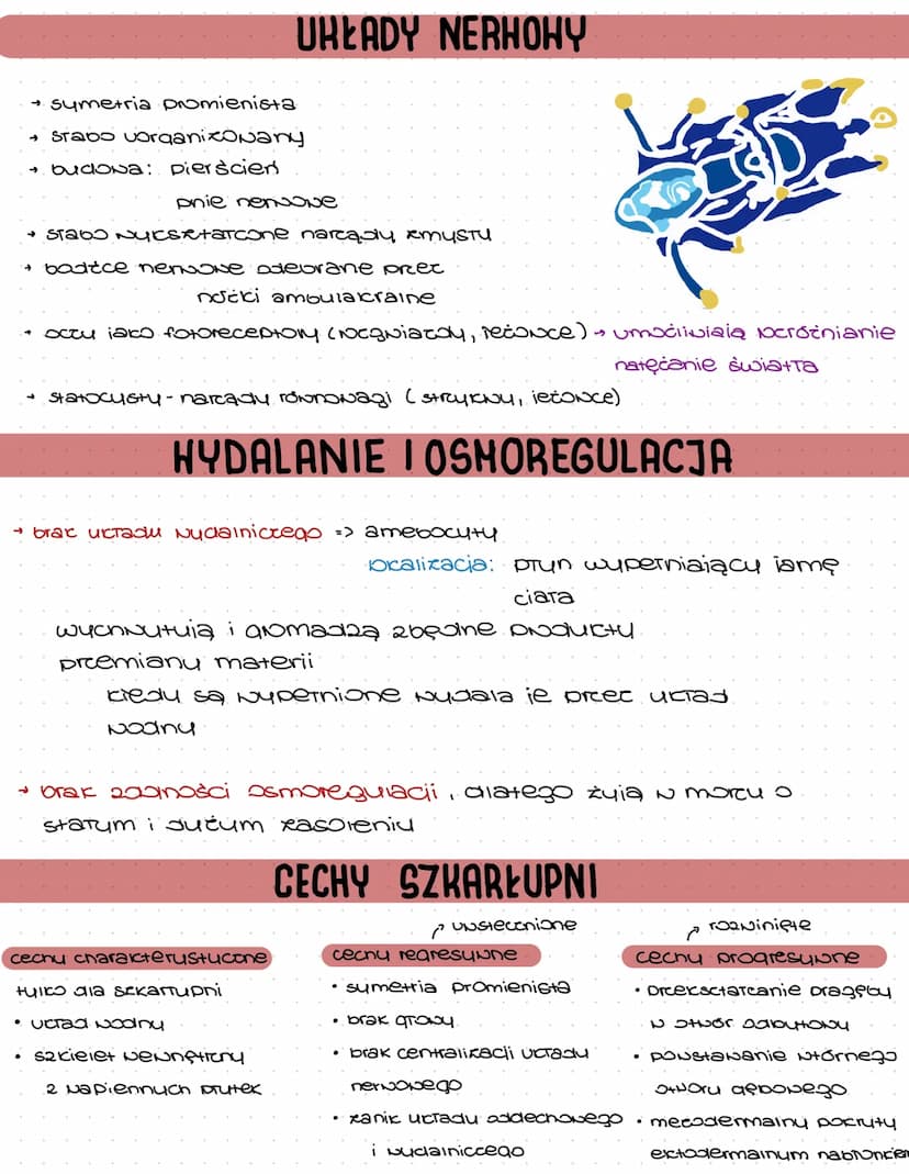 14
SZKARŁUPNIE
Definicia: ewienesta bextigone, morskie zasredialace wody.
Formy: Symetria promienista: formy osiadie, prunsiące, perxaiące
R