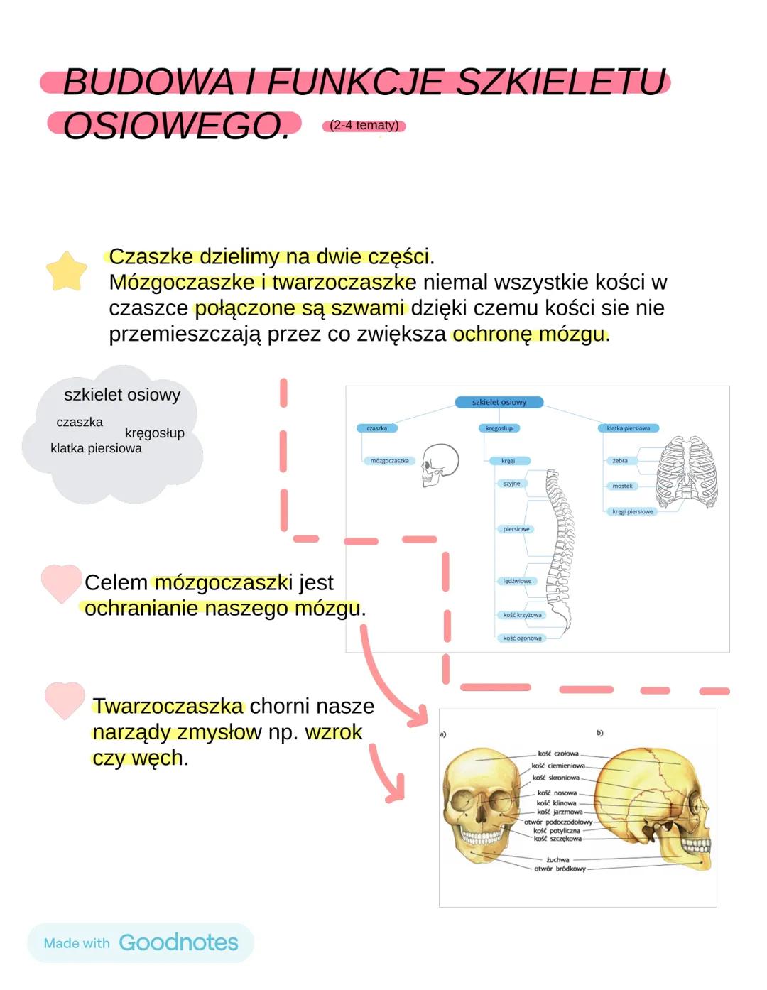 BUDOWA I FUNKCJE SZKIELETU
OSIOWEGO. (2-4 tematy)
Czaszke dzielimy na dwie części.
Mózgoczaszke i twarzoczaszke niemal wszystkie kości w
cza