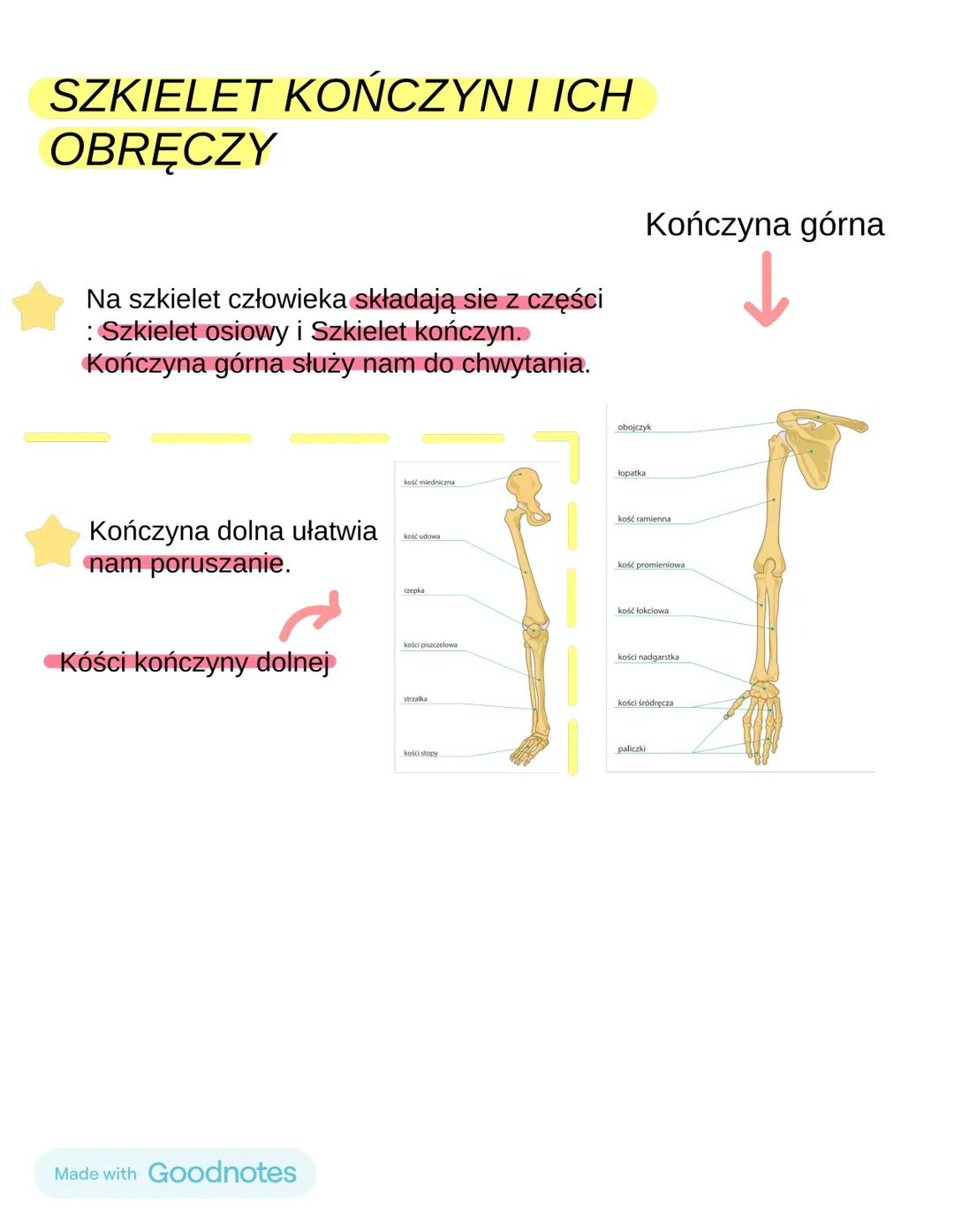 BUDOWA I FUNKCJE SZKIELETU
OSIOWEGO. (2-4 tematy)
Czaszke dzielimy na dwie części.
Mózgoczaszke i twarzoczaszke niemal wszystkie kości w
cza