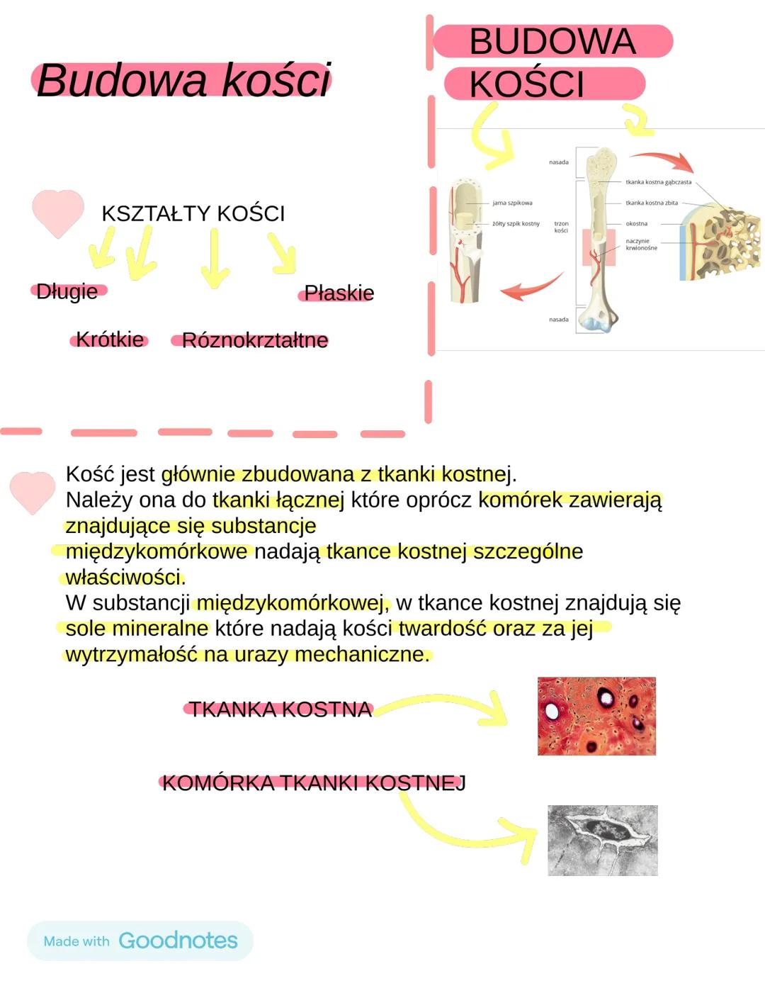BUDOWA I FUNKCJE SZKIELETU
OSIOWEGO. (2-4 tematy)
Czaszke dzielimy na dwie części.
Mózgoczaszke i twarzoczaszke niemal wszystkie kości w
cza