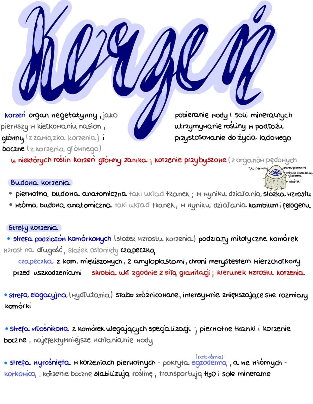 Ko
korzeń organ wegetatynny, jako
pierwszy w kiełkowaniu nasion,
główny (z zawiązka korzenia) i
boczne (z korzenia głównego)
u niektórych ro